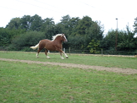 Wiese