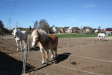 Paddock